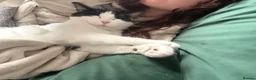 Mixed Breed cats for sale: Flynn Aged 2 - Advert 12