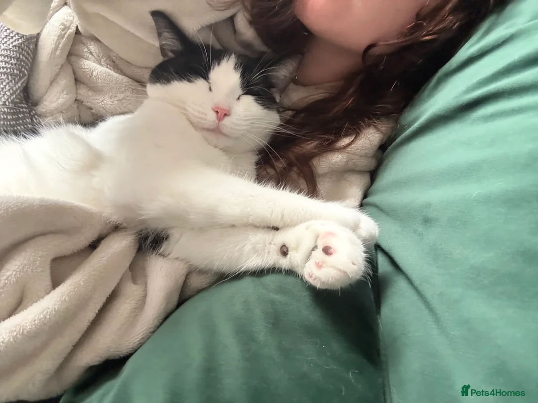 Mixed Breed cats for sale: Flynn Aged 2 - Advert 12