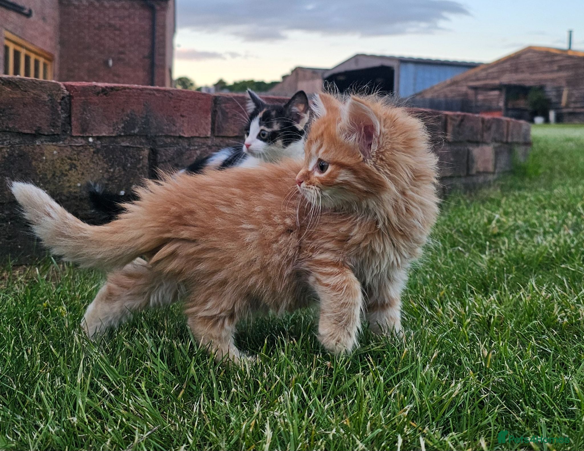 Mixed Breed cats Ready to leave - 6 Gorgeous Kittens - Advert 4