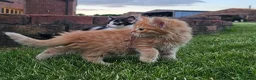Mixed Breed cats for sale: Ready to leave - 6 Gorgeous Kittens - Advert 1