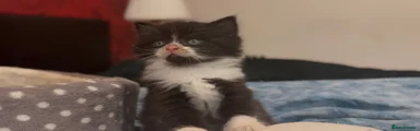 Santa Paws