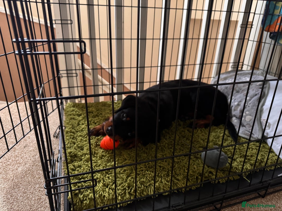 Rottweiler dogs for sale: Denzil  - Image 7
