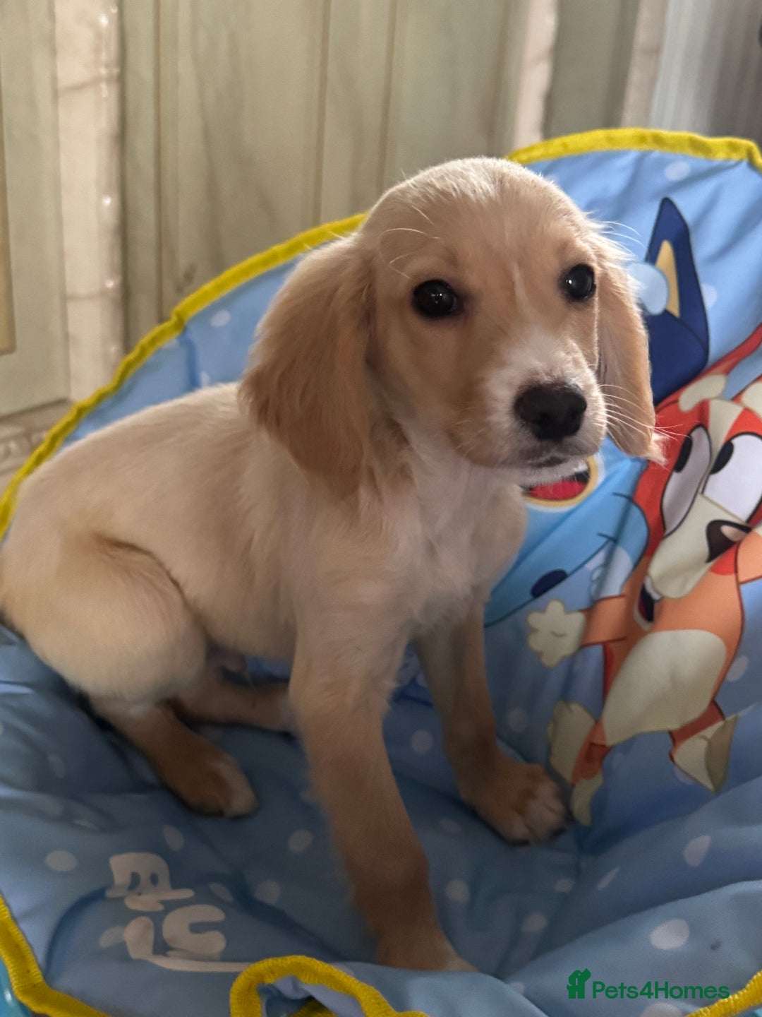 Cockapoo dogs for sale: Cockapoo puppies  - Advert 5