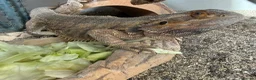 Boa Snake reptiles for sale: 2 year old female bearded dragon Beautiful+ set up - Advert 2