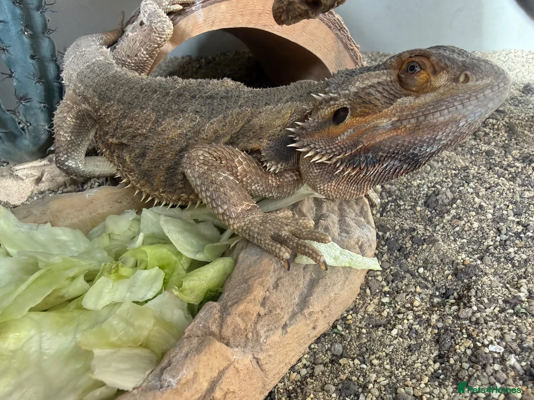 Boa Snake reptiles for sale: 2 year old female bearded dragon Beautiful+ set up - Advert 2