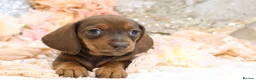 Dachshund dogs for sale: KC Miniature Dachshund Puppies - Advert 6