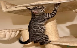 Bengal cats for sale: Special Silver Bengal Queen ❤️ - Image 7