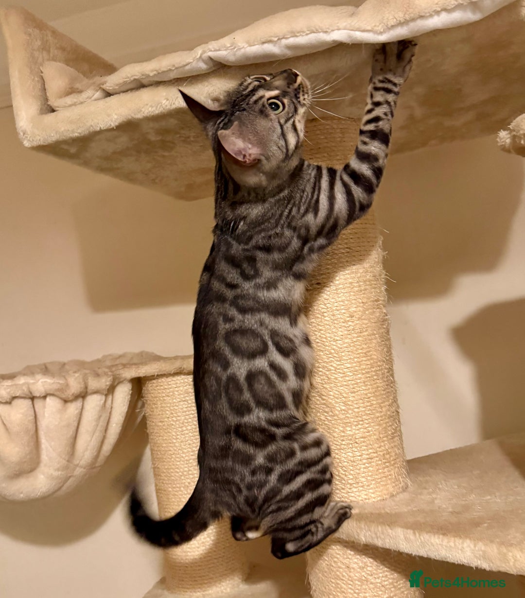 Bengal cats for sale: Special Silver Bengal Queen ❤️ - Image 7