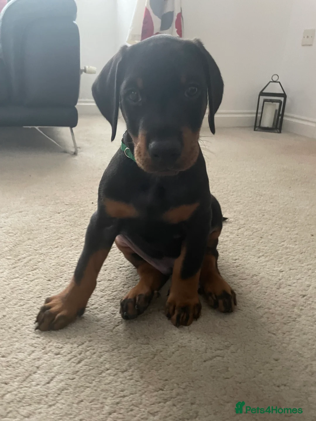 Dobermann dogs for sale: KC Registered Doberman Pups - Advert 8