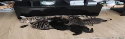 Mixed Breed cats for sale: Bengal Marble & American Shorthair  - Advert 2