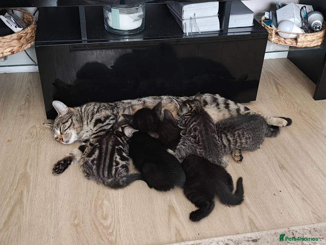 Mixed Breed cats for sale: Bengal Marble & American Shorthair  - Advert 2