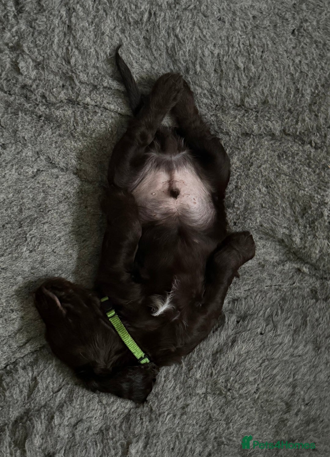 Cocker Spaniel dogs for sale: Cocker spaniel puppies - Advert 3