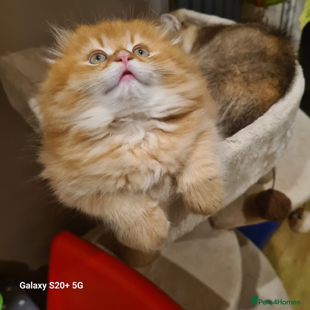 Scottish Fold cats for sale: Scottish fold/straight looking for home  - Image 28