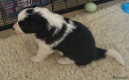 Border Collie dogs for sale: Border Collies for sale - Image 24