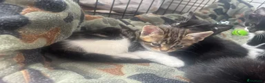 Tabby girl 