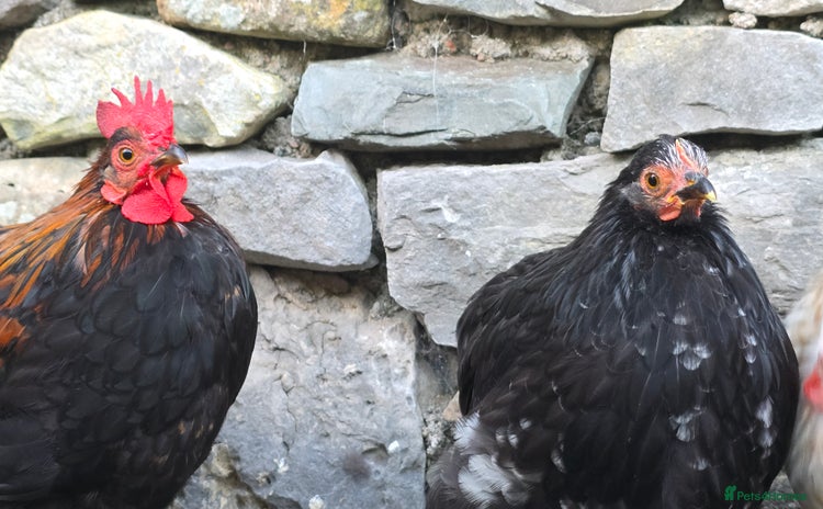 Chickens poultry - Advert 15