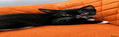 Domestic Shorthair 3