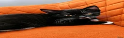 Domestic Shorthair cats for sale: The Kittens are looking for a lovleyhouse  - Advert 4