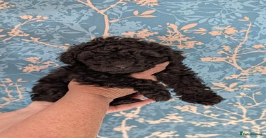 Toy Poodle dogs - Advert 14