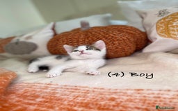 Mixed Breed cats for sale: Beautiful kittens 8 weeks old ready now  - Image 15