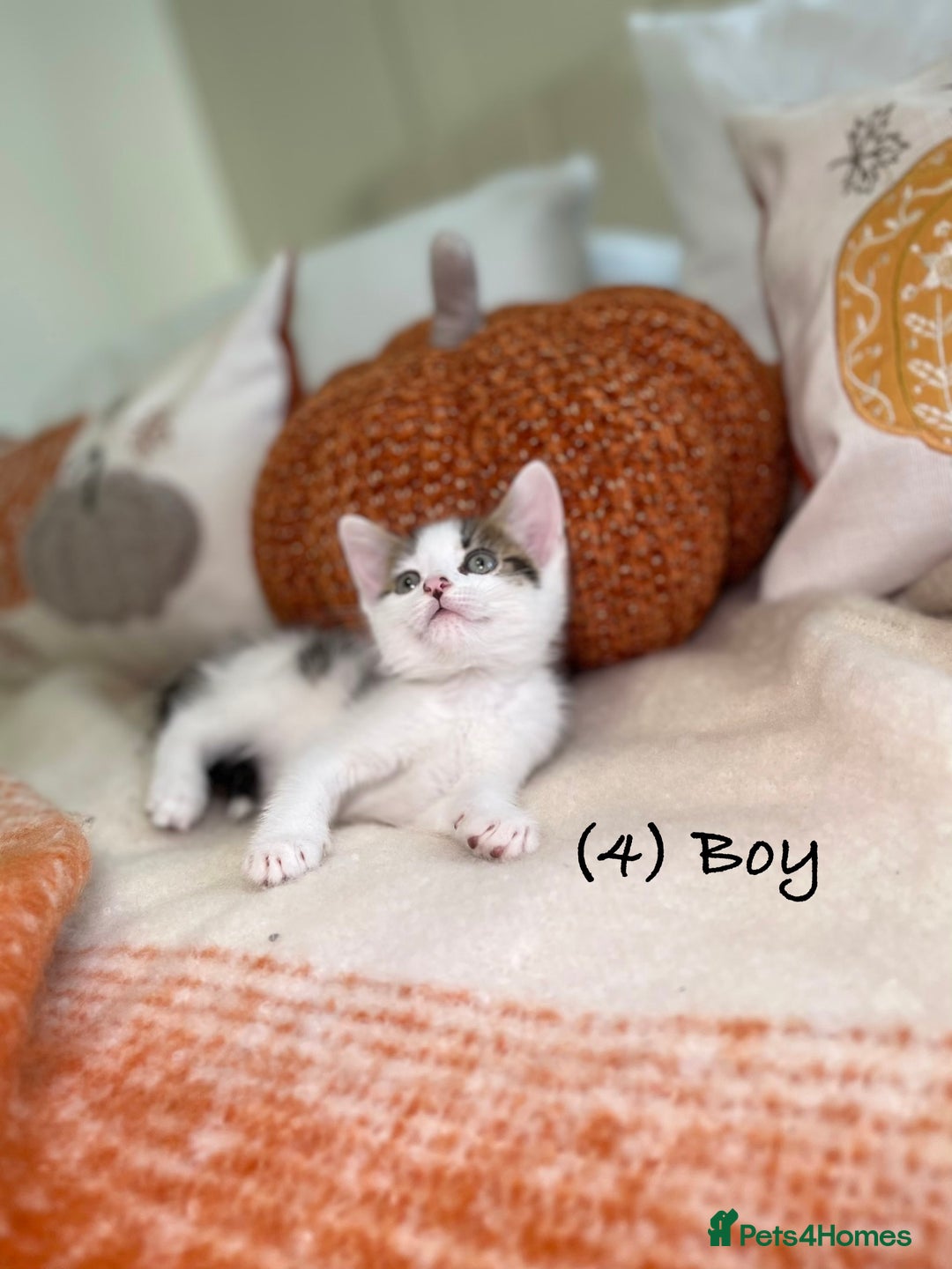 Mixed Breed cats for sale: Beautiful kittens 8 weeks old ready now  - Image 15