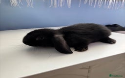 Mini Lop rabbits for sale: 3 pure Mini Lop left  - Image 12