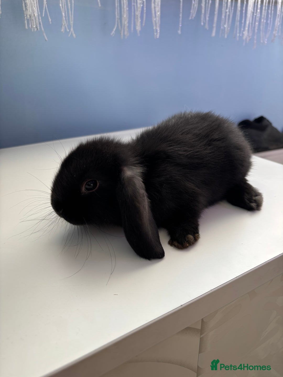 Mini Lop rabbits for sale: 3 pure Mini Lop left  - Image 12