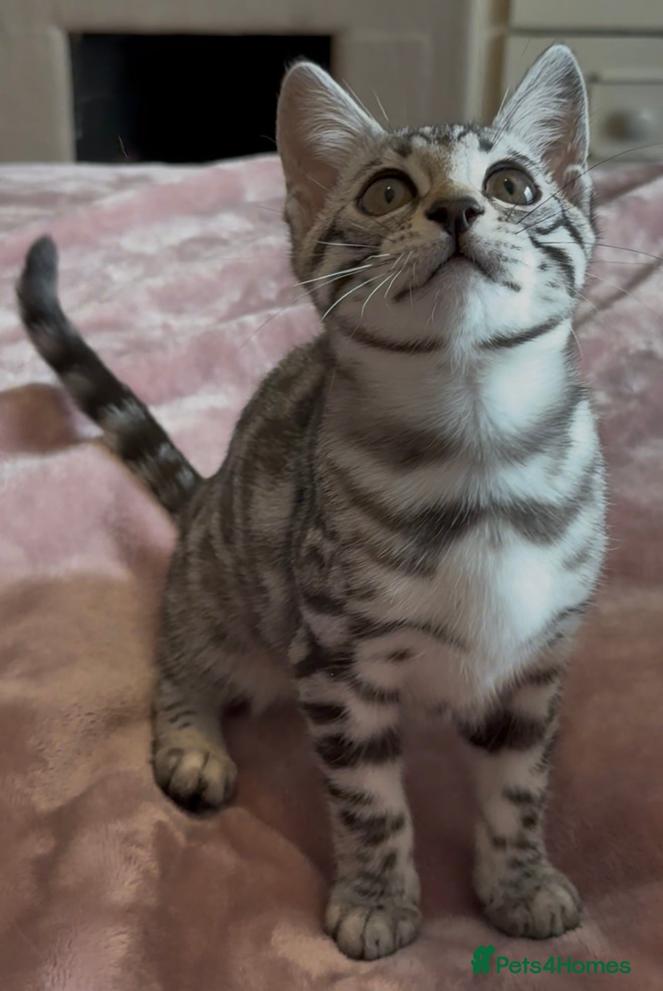 Bengal cats ⭐️ Exceptional silver girl from champion lines ⭐️ - Advert 5