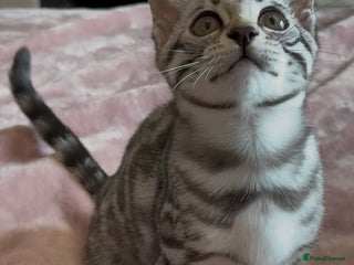 Bengal cats ⭐️ silver black spotted tabby bengal ⭐️ - Advert 3