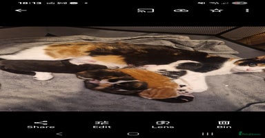 Mixed Breed cats - Advert 9