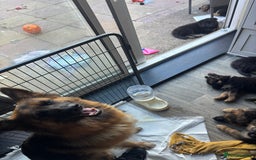 German Shepherd dogs for sale: German shepherd puppy reduced!  - Image 4