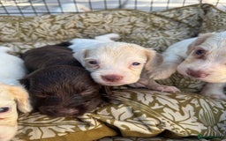 Cocker Spaniel dogs for sale: One male, four girl cocker spaniels - Image 4