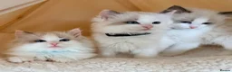 Ragdoll cats for sale: Stunning champion line Ragdoll kittens - Advert 5