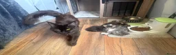 Maine Coon cats for sale: TICA Maine Coon Kittens | Russian & European Lines - Advert 17
