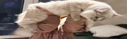 Ragdoll cats for sale: Lynx Point Ragdoll Kitten - Advert 4
