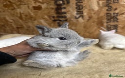 Netherland Dwarf rabbits for sale: Baby netherlands dwarfs ready in 4 weeks - Image 3