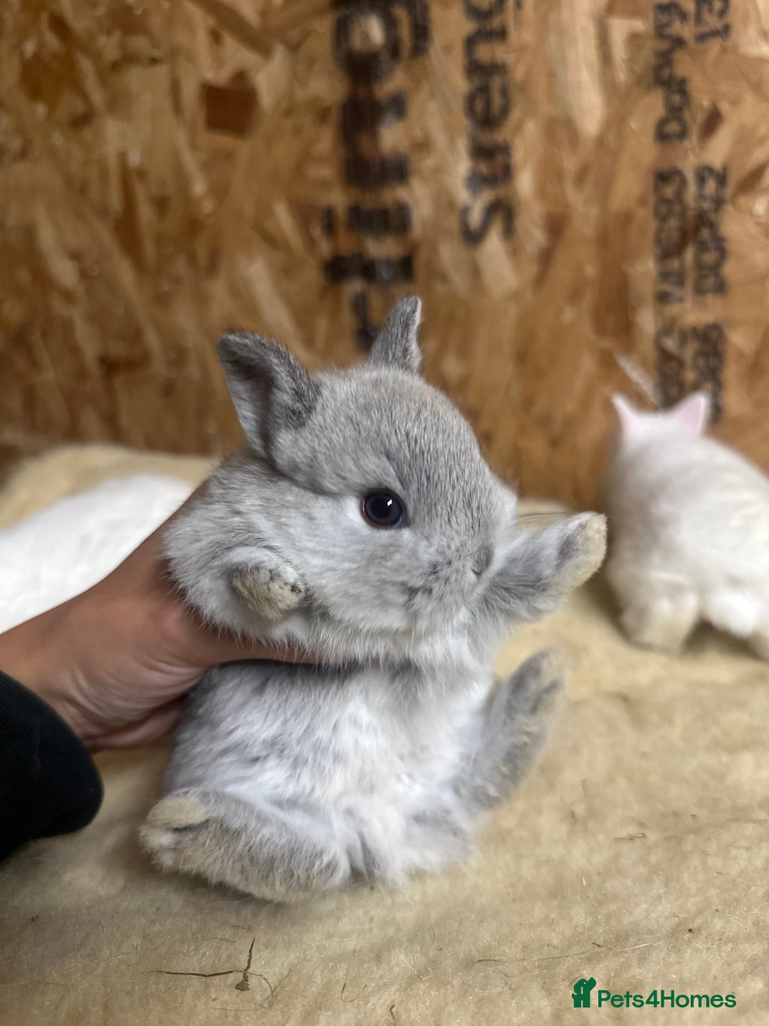 Netherland Dwarf rabbits for sale: Baby netherlands dwarfs ready in 4 weeks - Image 3