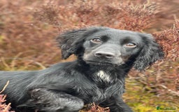 Cocker Spaniel dogs for sale: KC Reg Docked Working Cocker Spaniel puppies - Image 9