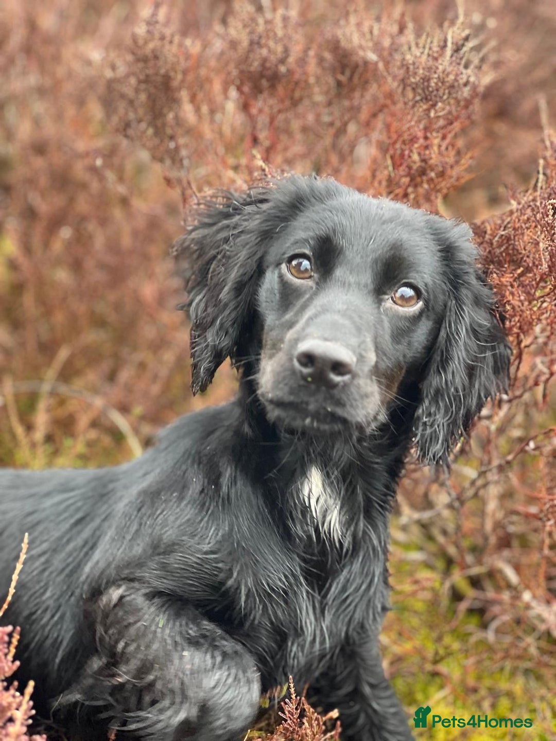 Cocker Spaniel dogs for sale: KC Reg Docked Working Cocker Spaniel puppies - Image 9