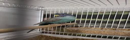 Budgerigars birds for sale: Bfbw budgie - Advert 1