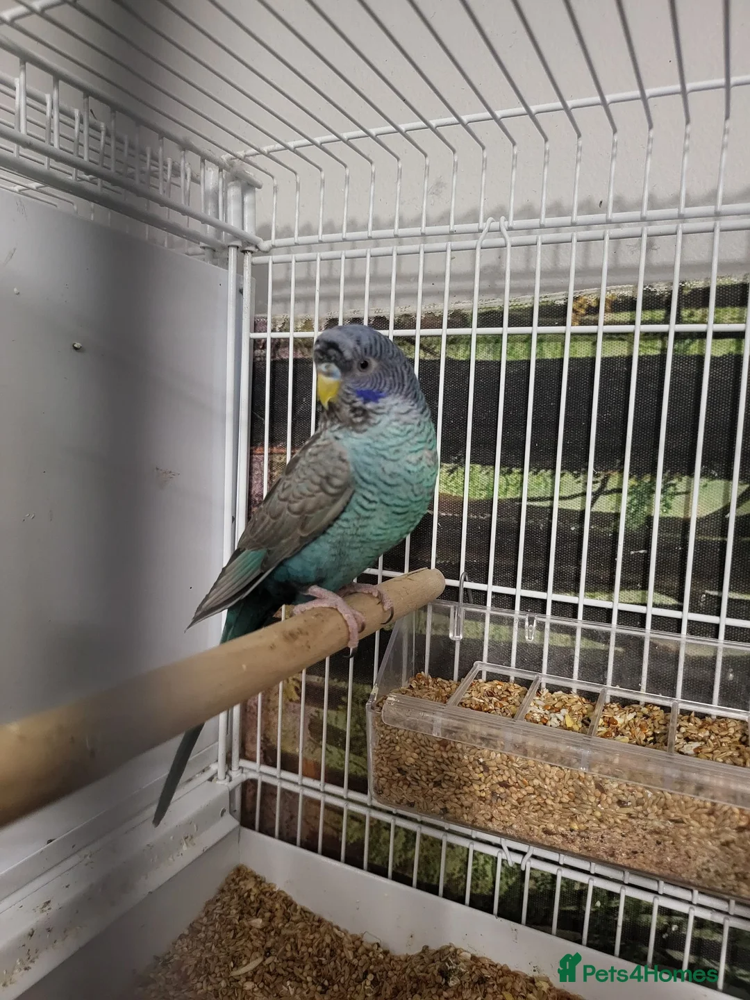 Budgerigars birds for sale: Bfbw budgie - Advert 1