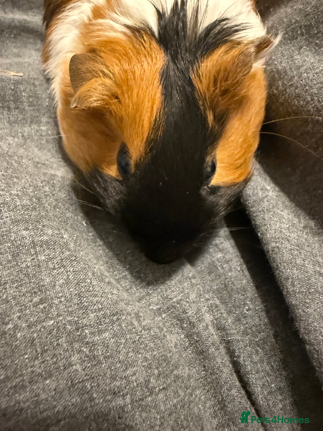 Guinea Pig rodents for sale: 2 female guinea pigs+hutch - Advert 2