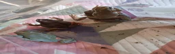Frog reptiles for sale: Blue Eyed Whites Tree Frogs - Advert 13