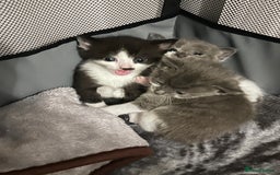 Snowshoe cats for sale: Snowshoe X kittens  - Advert 2