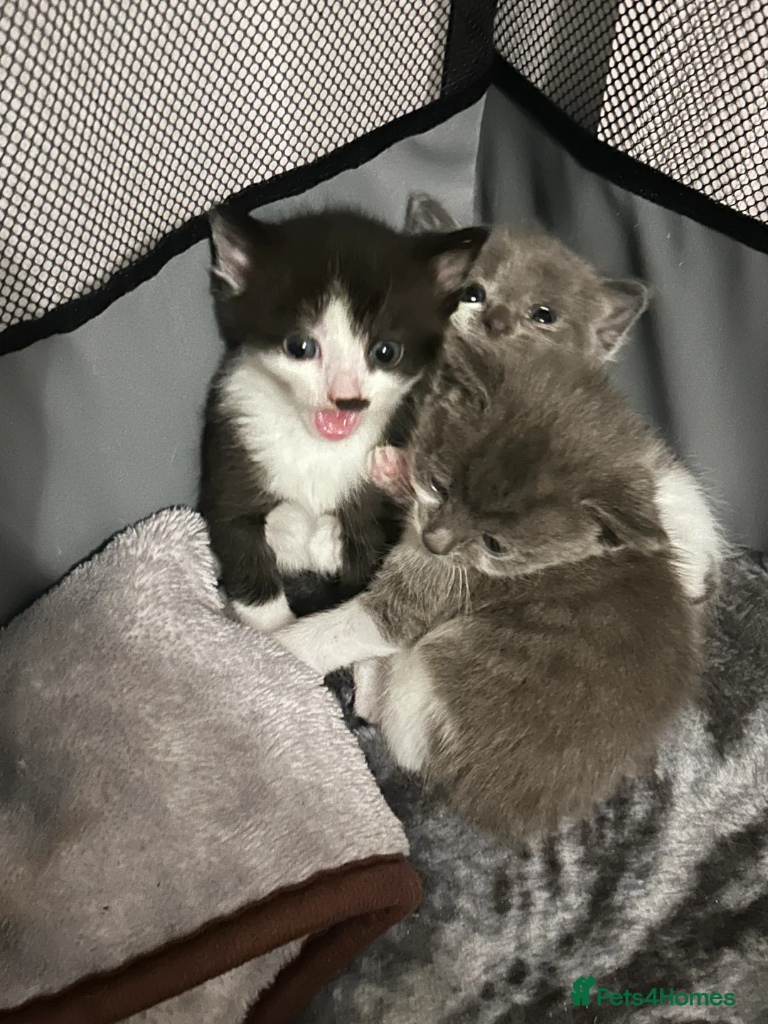 Snowshoe cats for sale: Snowshoe X kittens  - Advert 6