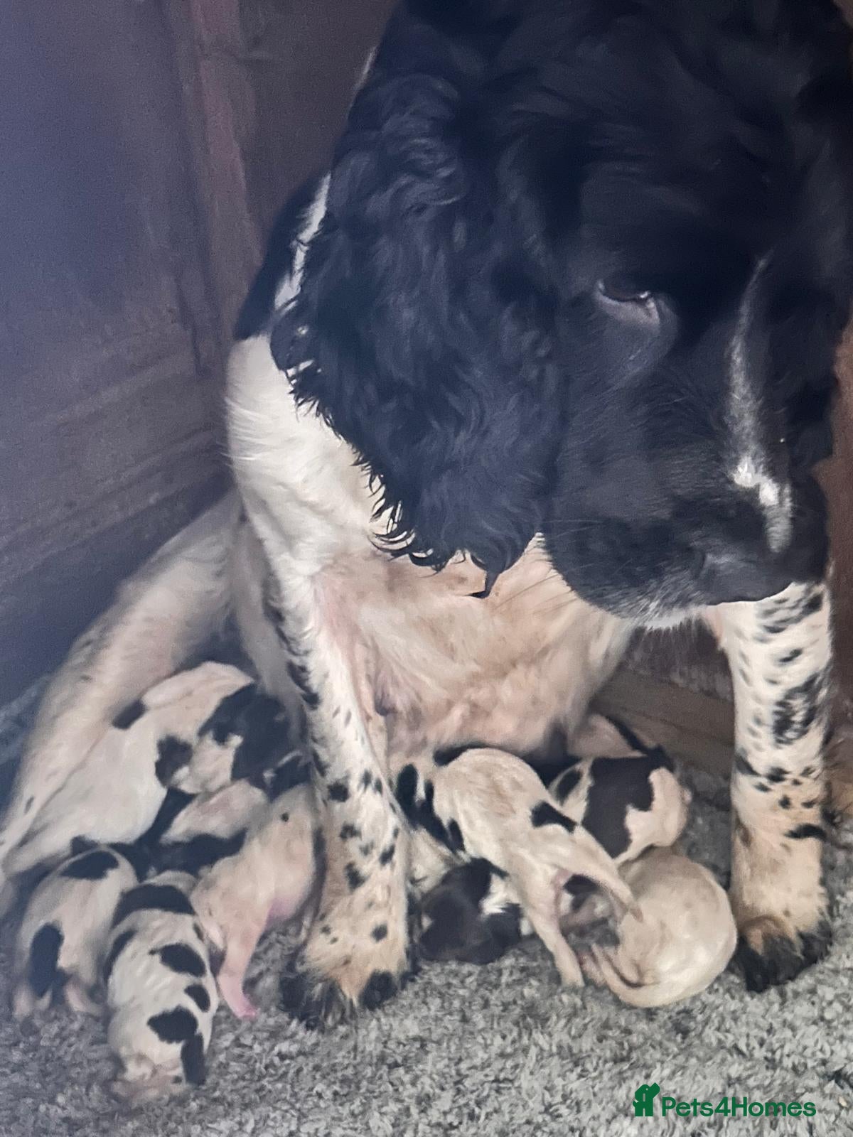 English Springer Spaniel dogs Stunning KC Registered ESS from working stock - Advert 1