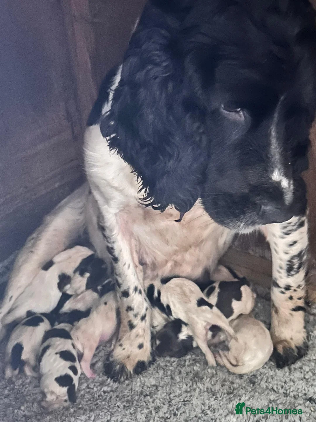 English Springer Spaniel dogs for sale: Stunning KC Registered ESS from working stock - Advert 1