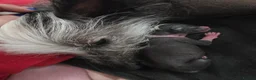 Chinese Crested dogs for sale: ✨🐾 EXQUISITE & RARE CHINESE CRESTED PUPPIES 🐾✨ - Advert 3