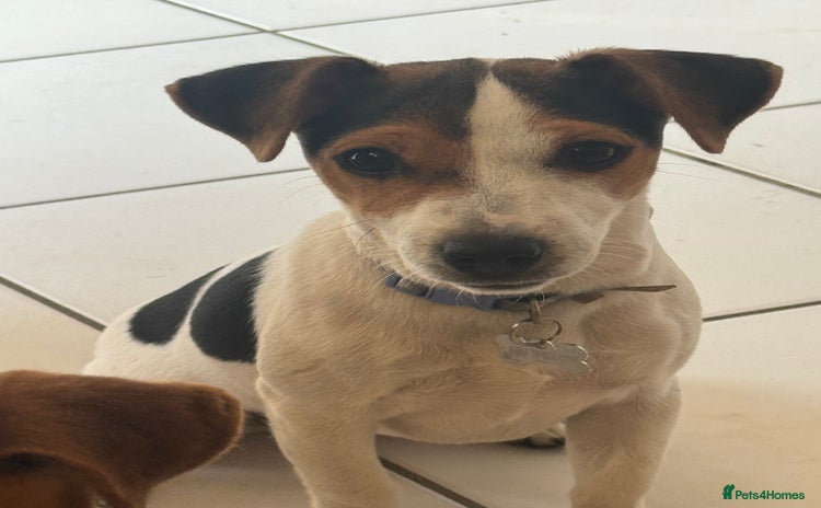 Jack Russell dogs - Advert 2