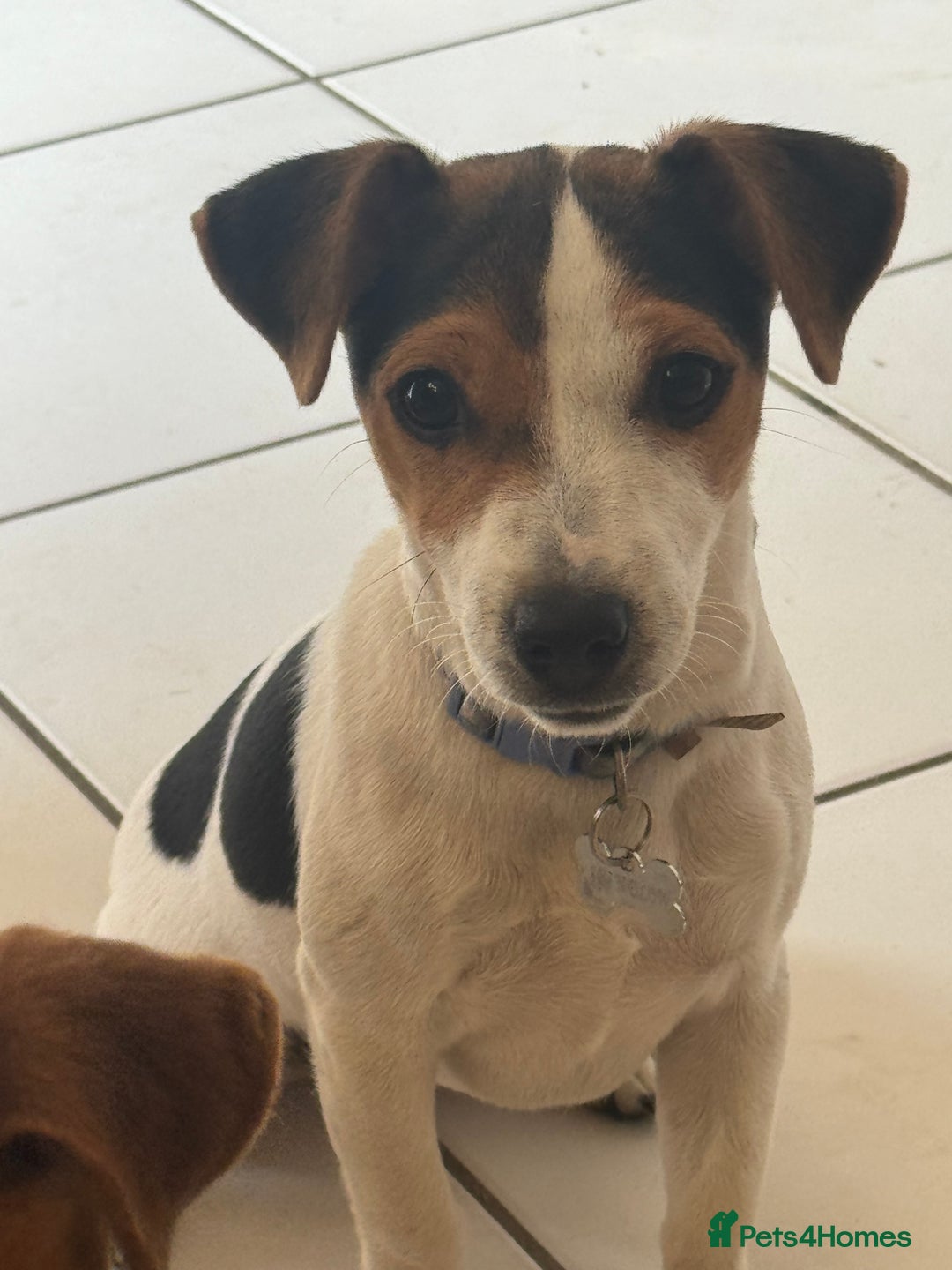 Jack Russell dogs for sale: Little jack Russel puppy  - Image 1